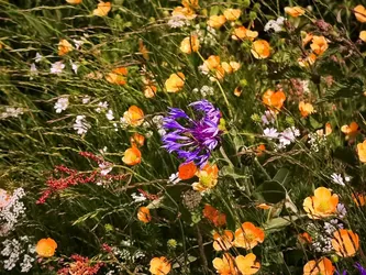 Plie mais ne rompt pas