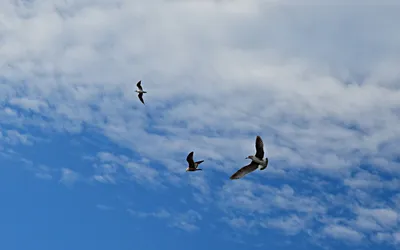 lumières de Biarritz